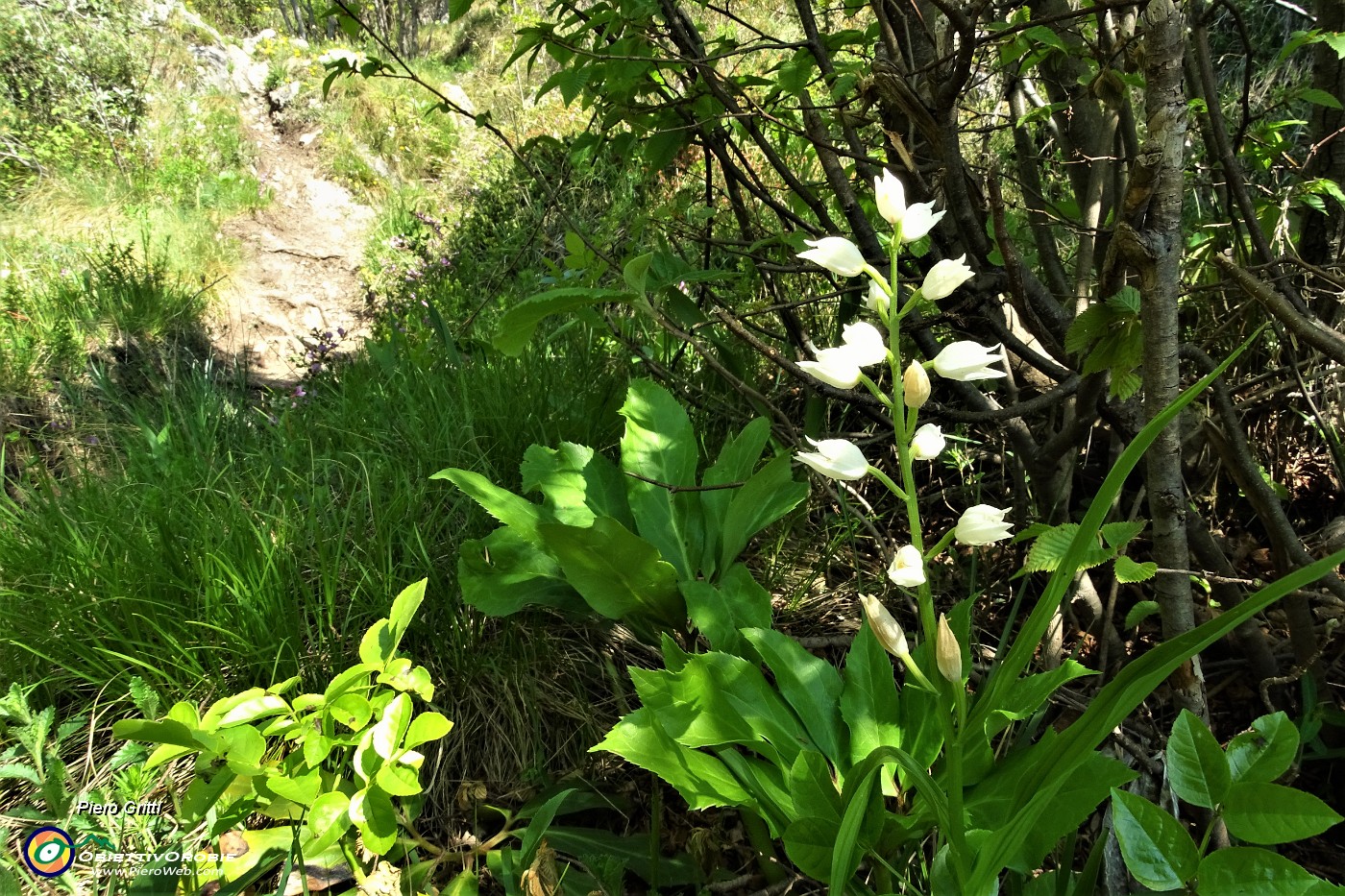 42 In zona 'Mughera' fiori di Cefalantera maggiore (Cephalanthera longifolia) .JPG